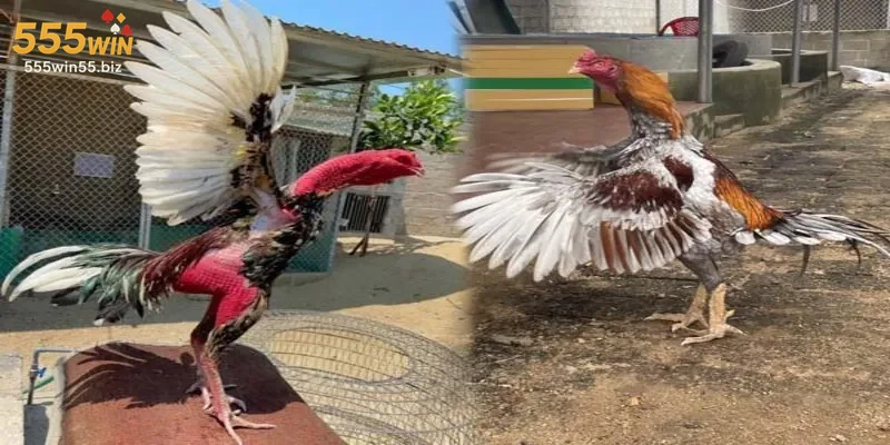 Hình ảnh giao diện trực tuyến chuyên nghiệp tại Đá Gà Cựa Sắt 555WIN