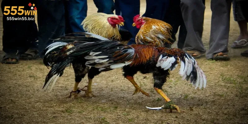 Người chơi trải nghiệm các trận đá gà cựa sắt đặc sắc