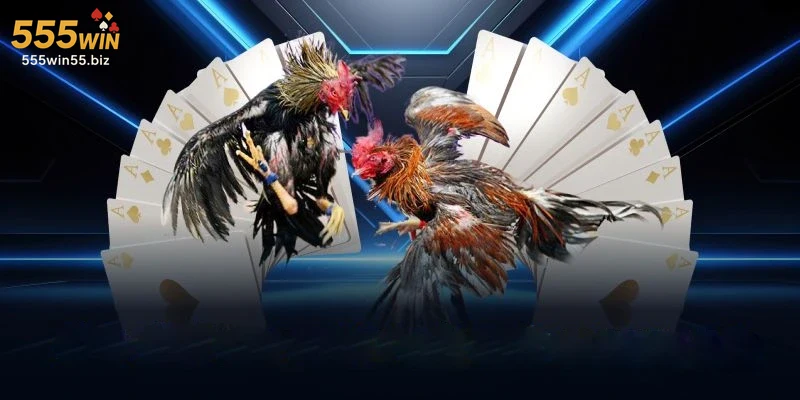 huong-dan-dat-cuoc-va-quan-ly-tai-khoan-ca-cuoc-da-ga Hướng dẫn đặt cược và quản lý tài khoản cá cược đá gà